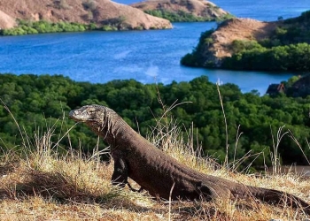 Pulau Komodo Bisa Ditutup 2020, Kok Bisa?