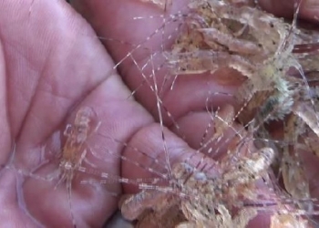 Penyelundupan Baby Lobster Rp 37 Miliar Digagalkan