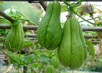 Manfaat Labu Siam Bagi Penderita Asam Urat