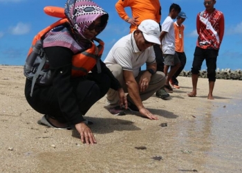 Ditangkap Pedagang, Empat Penyu Sisik Dilepasliarkan