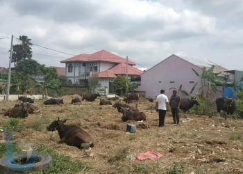 Jelang Iduladha, Ini Kisaran Harga Sapi Kurban di Bontang