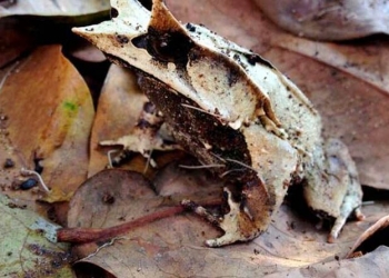 Katak Pinokio Spesies Baru Ditemukan di Belantara Kalimantan