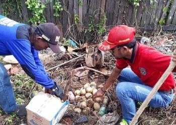 Waduh! 33 Butir Telur Ular Piton Diamankan, Induknya Belum Ketemu