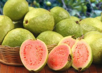 FK UI: Jambu Biji Bisa Cegah Penularan Virus Korona