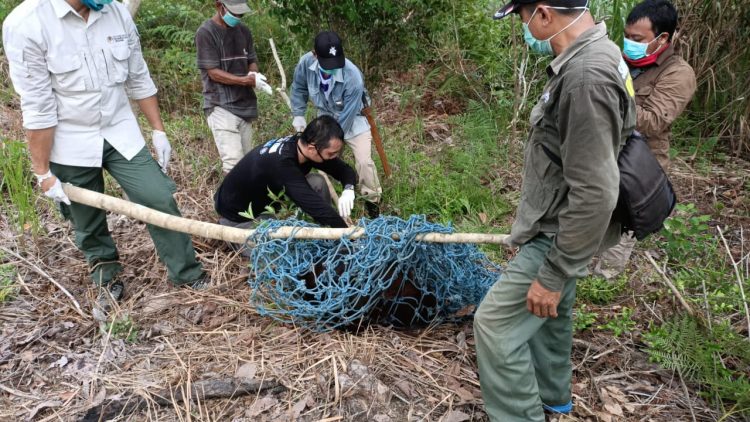 Seksi Konservasi Wilayah II Tenggarong BKSDA Kaltim mengevakuasi orangutan Jumat 29 Mei. (dok pribadi)