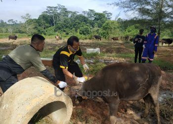 Lewati Dua Tahap Pemeriksaan, DKP3 Pastikan Kesehatan Hewan Kurban