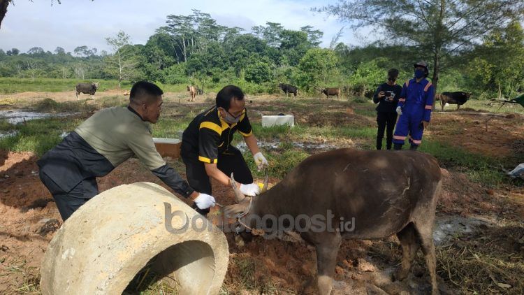 Petugas melakukan pemeriksaan hewan kurban. (Zaenul/Bontangpost.id)