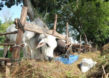 Meski Pandemi, Tren Penjualan Sapi Kurban Tak Turun
