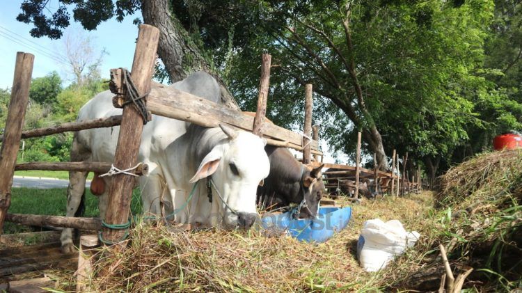 Hewan ternak untuk kurban, dicek kesehatannya, sebelum dijual ke masyarakat (Nasrullah/bontangpost.id)