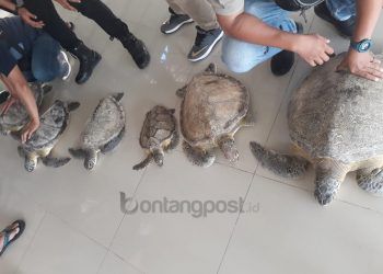Pria di Bontang Kuala Diringkus karena Jual Penyu