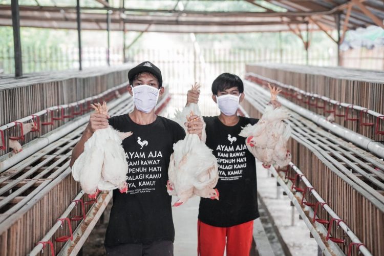 Pupuk Kaltim gagas Program Pemberdayaan Pemuda Loktuan melalui Ternak Integrasi (Kelompok Manubakka), Kecamatan Bontang Utara. (Humas Pupuk Kaltim)