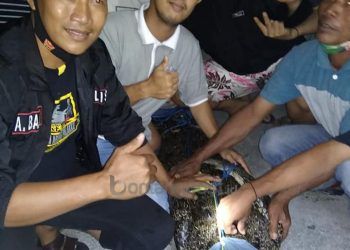 BKSDA Butuh 3 Jam Tangkap Buaya yang Terkam Remaja di Kampung Mandar