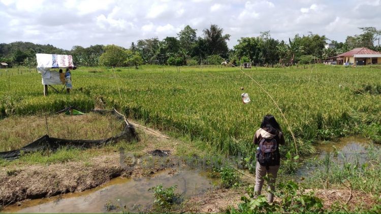 Hamparan padi di Kanaan kontras di tengah deru pembangunan. (Fitri/bontangpost.id)
