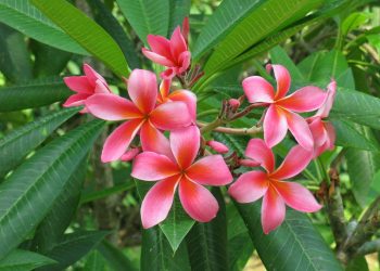 5 Khasiat Bunga Kamboja, Bisa Redakan Nyeri Persalinan