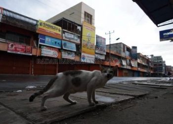 Puluhan Kucing Mati Terbungkus Plastik