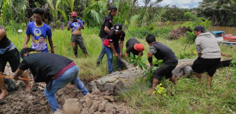 Evakuasi buaya yang memangsa bocah di Bengalon, Kutim.