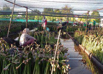 Presiden Minta Percepatan Rehabilitasi 6.600 Hektare Kawasan Mangrove di Kaltim