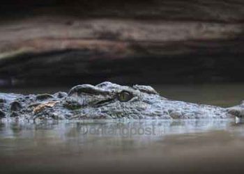 Ambil Air Wudu, Warga di Kotim Diterkam Buaya