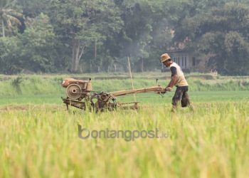 Pemerintah Pusat Harus Siapkan Ketahanan Pangan Ibu Kota Negara Baru