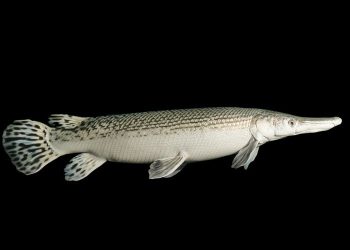 Ikan Piranha dan Aligator Dijual Bebas di Samarinda