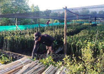 Sosok Muhammad Ali Peraih Kalpataru dari Bontang; Resign dari Perusahaan Tambang demi Selamatkan Bakau (1)