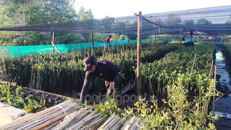 Usaha budi daya bakau yang dirintis Muhammad Ali menjadikan sumber pendapatan bagi keluarga. Dedikasinya itu diganjar sederet penghargaan kelestarian lingkungan. (Nasrullah/bontangpost.id)