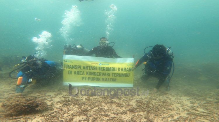 Penurunan terumbu karang buatan di perairan Tobok Batang. (Humas PKT)