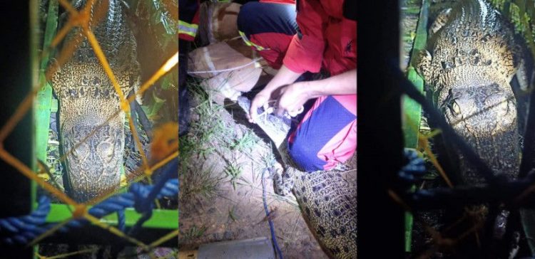 Buaya yang berhasil diamankan warga.