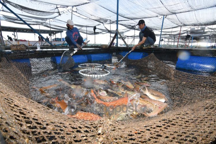 Produktivitas hasil perikanan Kopnel BEM melalui Keramba Jaring Apung (KJA) terus meningkat. (Humas PKT)