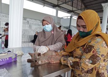 Antisipasi Virus Rabies, Kucing Liar Bakal Divaksinasi