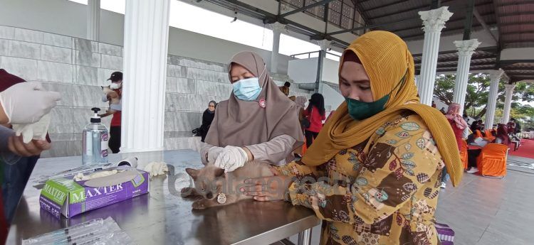 DKP3 Bontang rencana vaksinasi rabies bagi kucing-kucing liar (Fitri Wahyuningsih/bontangpost.id)
