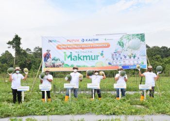 Program Makmur Pupuk Kaltim Tingkatkan Produktivitas Melon dan Semangka Kukar hingga 120 Persen