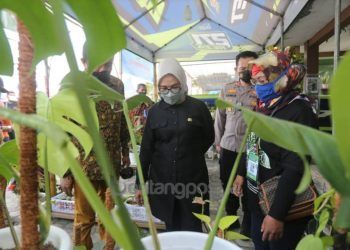 Lewat Kontes Tanaman Hias, Najirah; Destinasi Hiburan Baru untuk Masyarakat