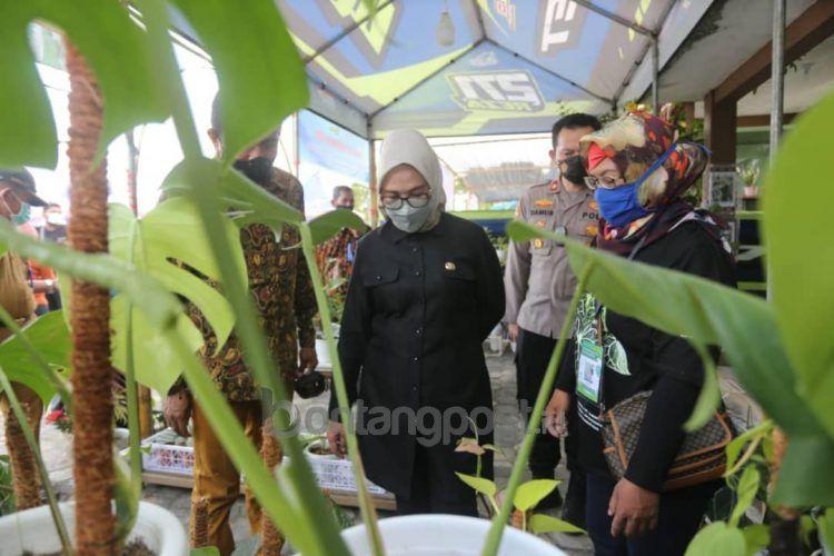 Wakil Wali Kota Najirah saat memantau kontes tanaman hias di Lapangan Parikesit