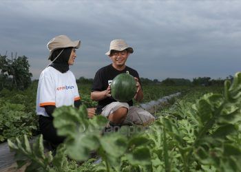 Peran Generasi Milenial Bantu Wujudkan Pertanian Modern