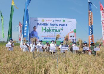 Program Makmur PKT Tingkatkan Hasil Padi Sidrap hingga 8,5 Ton per Hektare