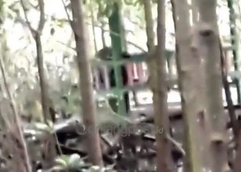 Viral Video Sepasang Kekasih Diduga Bercumbu di Taman Mangrove, Warganet Heboh