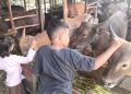 Stok sapi kurban di Bontang masih kurang (Nasrullah/bontangpost.id)