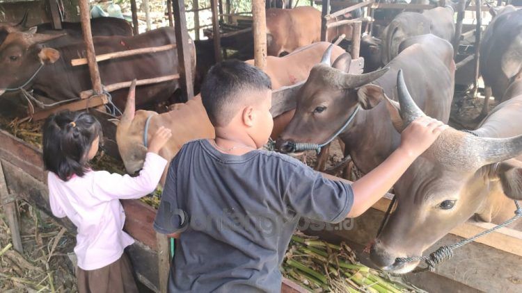 Stok sapi kurban di Bontang masih kurang (Nasrullah/bontangpost.id)