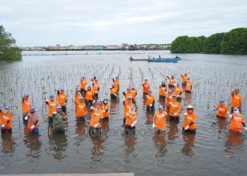 Peringati Hari Keanekaragaman Hayati Sedunia, PKT Tanam 1.500 Bibit Mangrove di Perairan Bontang