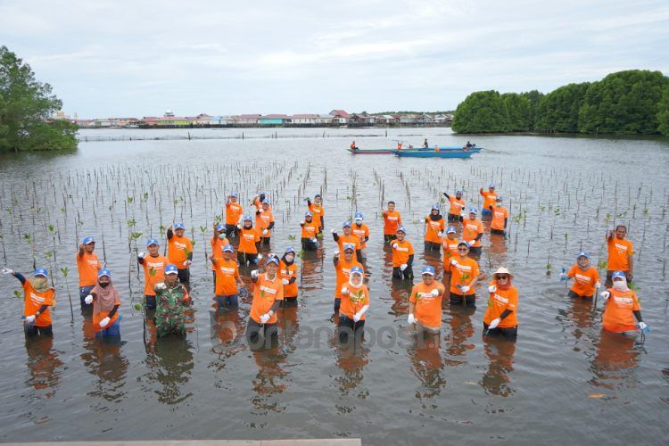 PKT tanam 1.500 bibit mangrove, guna mendukung pelestarian ekosistem di perairan Bontang