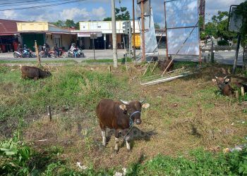 Dampak PMK, Harga Sapi Kurban di Bontang Melambung