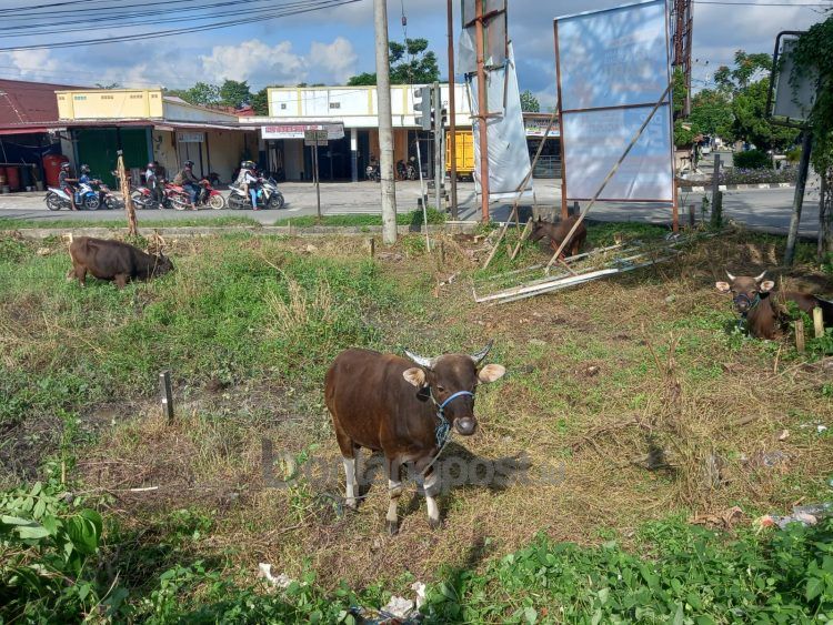 Harga sapi mengalami kenaikan 20 persen