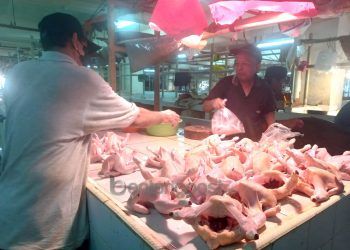 Stok Sempat Kosong Tiga Hari, Harga Ayam di Bontang Tembus Rp 75 Ribu