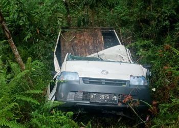 Pikap Pengangkut Sapi Kecelakaan di Bukit Soeharto, Supir Meninggal