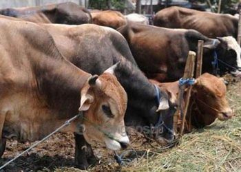 Jelang Iduladha, Ketersediaan Hewan Kurban di Bontang Masih Kurang