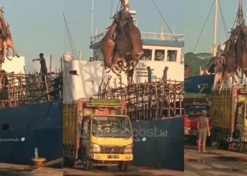 Viral Pemindahan Sapi Kurban di Samarinda dengan Cara Sadis
