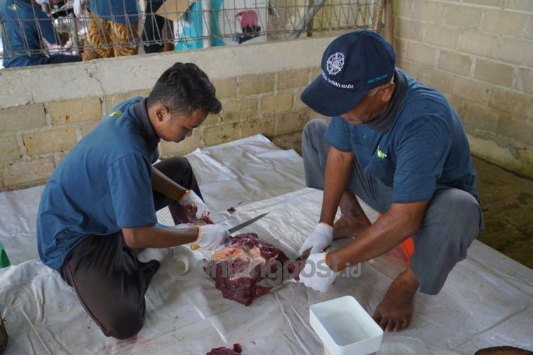 UPZ PKT salurkan bantuan hewan kurban bagi masyarakat Papua dan Papua Barat