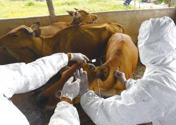 BNPB Bentuk Satgas PMK hingga Tingkat RT