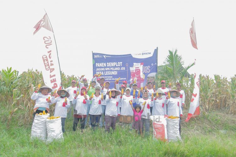 NPK Pelangi JOS sebagai inovasi terbaru dari PT Pupuk Kalimantan Timur mampu meningkatkan produktivitas petani
